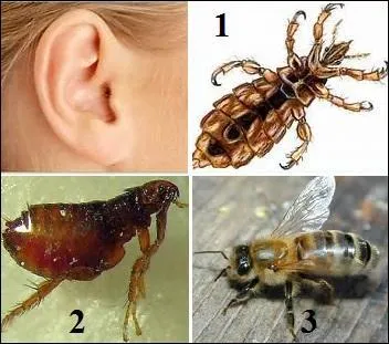 Sur quelle proposition devez-vous cliquer pour accrocher l'insecte à l'oreille ?