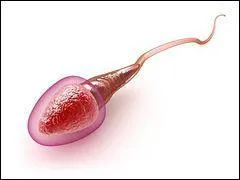 Peut-on tomber enceinte s'il y a du sperme sur nos doigts et qu'on touche à nos organes génitaux par la suite ?