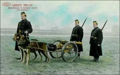 De combien d'hommes (approximativement) se composait l'armée belge au complet ?