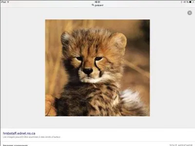 Ce bébé est un puma.