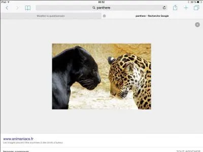 Une panthère fait partie de la famille des léopards.