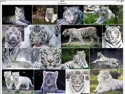 Cet animal s'appelle le tigre des montagnes.