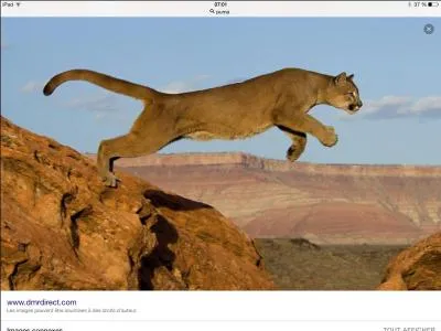 Le puma vit dans le désert.