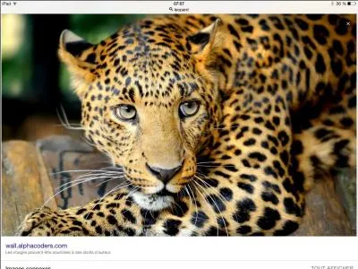 Les léopards ont un seul prédateur.