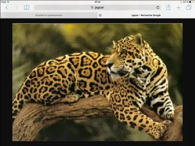 Ceci est un guépard.