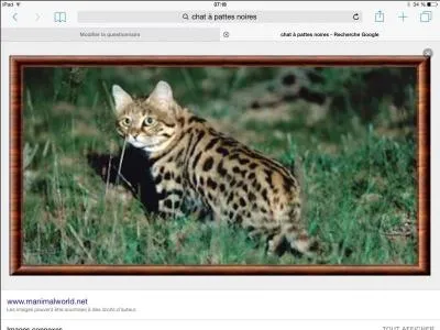 Le chat à pieds noirs est le plus petit félin.