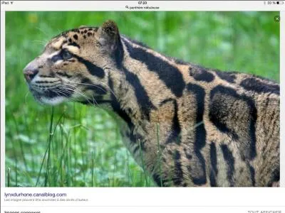 Cet animal est une sorte de panthère.