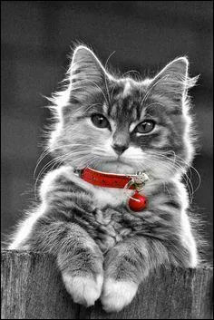 Qui est le réalisateur du film "Le chat" réunissant Gabin et Signoret" ?