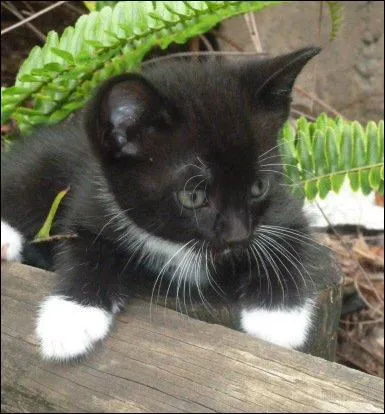 Chez un chat qu'est-ce que l'onyxectomie ?