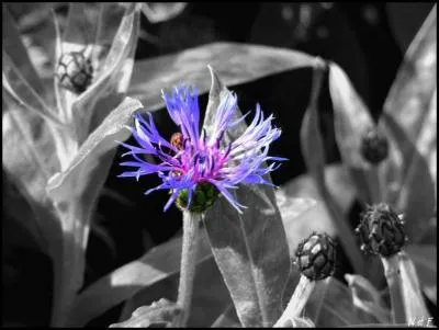 Quel est le nom de cette fleur ?