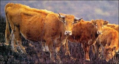 Aussi étonnant que cela puisse paraître, il reste des vaches sauvages, appelées "Betizu", en Europe, visibles dans deux pays, choisissez un pays où vous pourrez les voir !