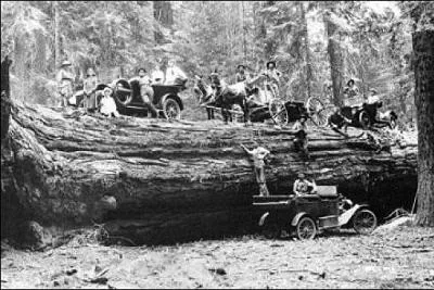 Quel pays détient le record de l'arbre le plus haut du monde ?