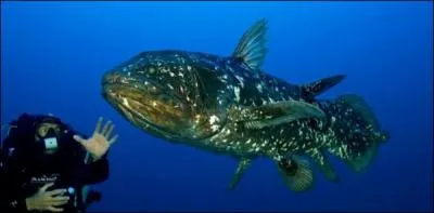 Identifiez le poisson de la photo !