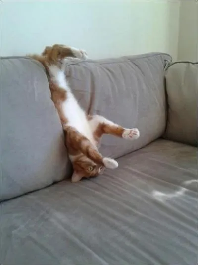 Quelle actrice américaine tient la vedette dans ce film de 1960, "La Tête à l'Envers" ?