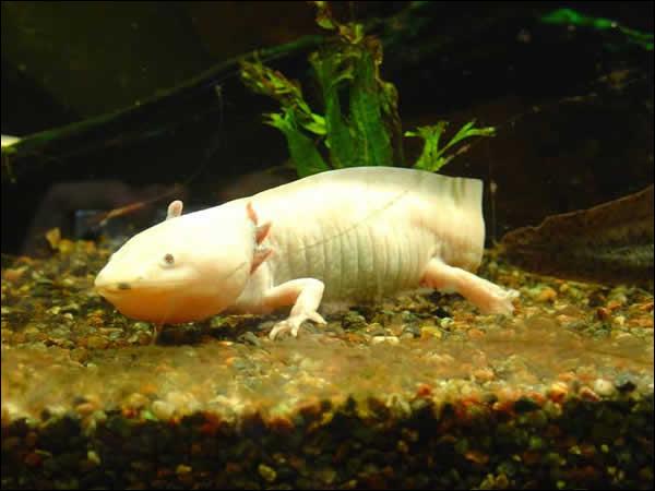 L'axolotl vit à des températures comprises entre 14 et 20 °C.