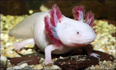 Le poids de l'axolotl varie de 60 à 110 grammes.