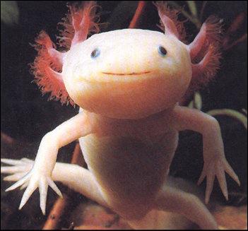 À l'état larvaire, l'axolotl est capable de reconstituer un œil et il peut même récréer certaines parties de son cerveau.