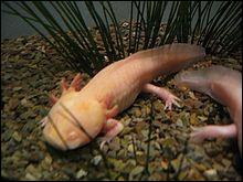 Le terme "axolotl" provient du nahuatl, que signifie-t-il littéralement ?