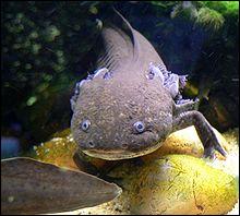De quel pays l'axolotl est-il originaire ?