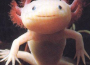 Quiz Animaux rares (1) - L'axolotl