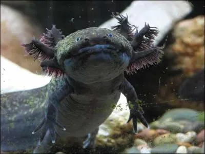 Avec quelle espèce l'a-t-on confondu pendant des années ?