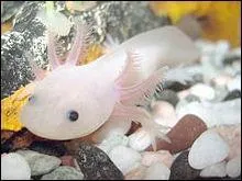 Les axoltls étudiés en laboratoire peuvent vivre...