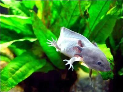 Les axolotls sont...
