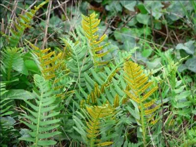 Les êtres vivants...