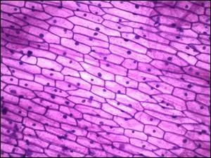 La photo ci-contre nous montre un tissu...