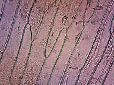 Chaque cellule est constituée d'une enveloppe qui s'appelle...