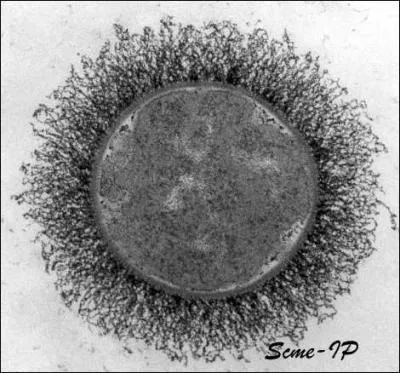 Tous les êtres vivants sont...