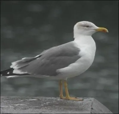 Est-ce une mouette ou un go&eacute;land ?