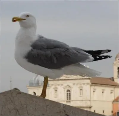 Quel est cet oiseau ?