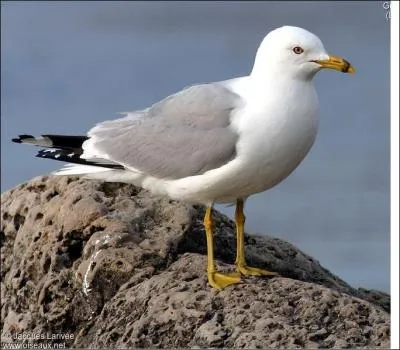 Quel est cet oiseau ?