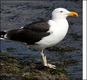 Est-ce une mouette ou un go&eacute;land ?