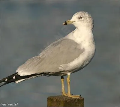 Quel est cet animal ?