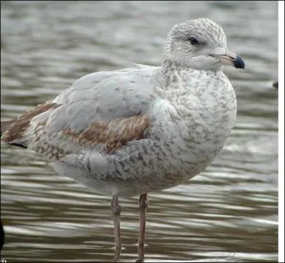 Quel est cet oiseau ?