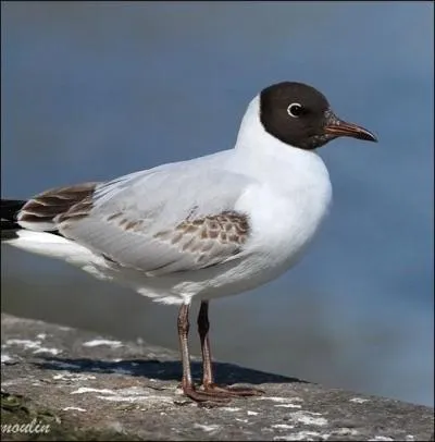 Est-ce une mouette ou un go&eacute;land ?