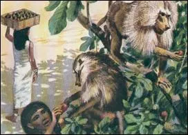 Les Égyptiens ont collaboré avec des singes pour la cueillette de ces fruits très prisés : quels sont-ils ?
