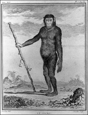 Quel naturaliste romain du premier siècle cite les singes comme l'animal ressemblant le plus à l'homme ?