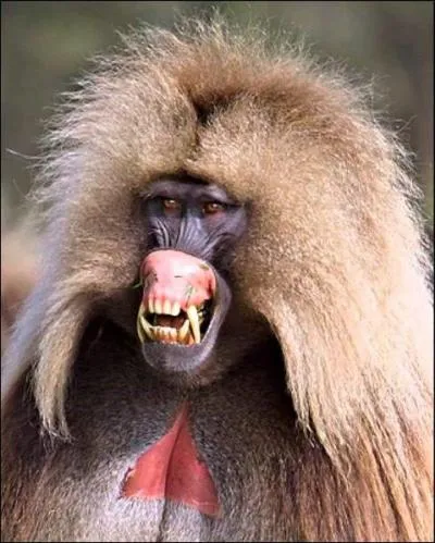 En Égypte ancienne, certains notables utilisaient les babouins domestiqués : pour quel usage ?