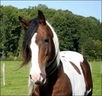 Effectivement, ce cheval est pie...