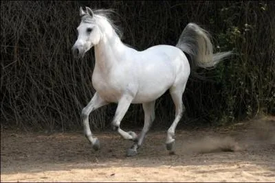 La race de ce cheval est...