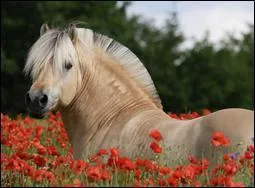 Donc, ce cheval un...