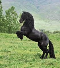 Quiz Galop 3