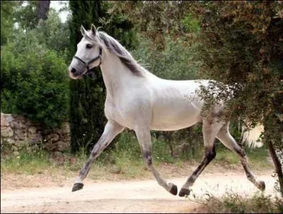 Quelle est l'allure de ce cheval ?