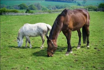 Le cheval est un...