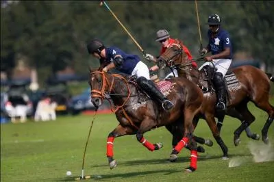 Quelle taille fait un poney de polo ?