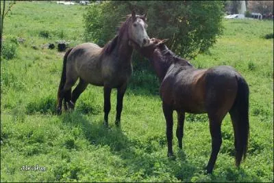 Comment le cheval vit ?