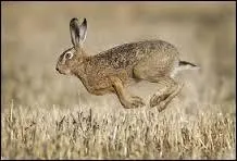 Quelle est la vitesse maximale du lièvre en course ?